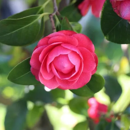 Camellia